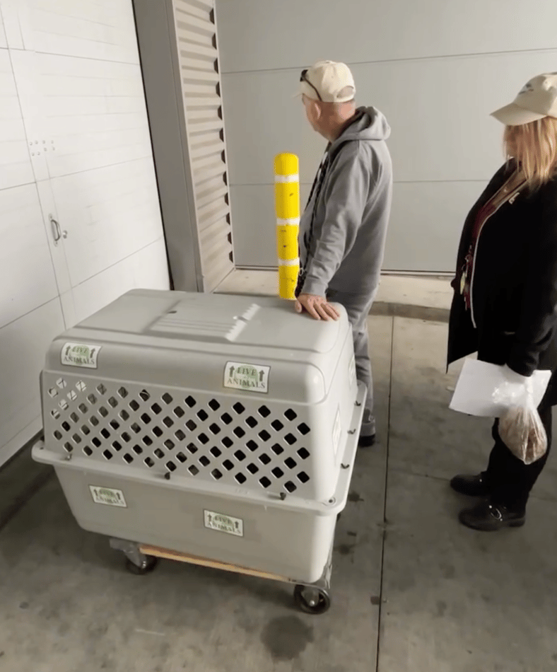 Shelter Dog Becker Was All Set to Fly to His New Family—Then the Airline Said He Was Too Tall